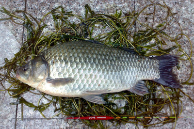 大鯽魚最喜歡什么味型?釣大鯽魚用什么釣魚餌料和小藥效果最好?