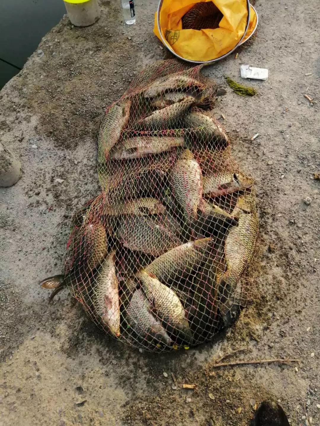 黑坑鯉魚,看看坑冠們都用什么餌料?
