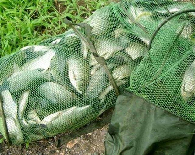 釣魚好絕招,一釣一個準越釣越上癮,這才是垂釣的最高境界!