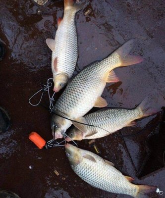 奇葩的釣魚(yú)餌料“紫菜”野釣鯉魚(yú)殺傷力巨大!