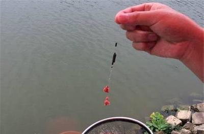 大毛釣魚(yú):野外釣鯽魚(yú),不同情況下子線(xiàn)長(zhǎng)度是不同的_體育_網(wǎng)